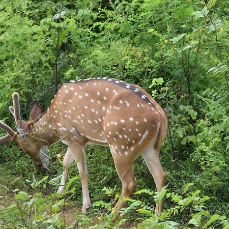 Wild Lake Side Удавалаве Экстерьер фото